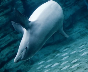 acquario di genova delfini
