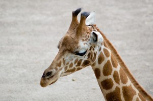 bioparco roma giraffa
