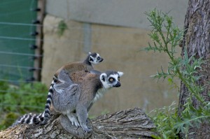 bioparco roma lemuri
