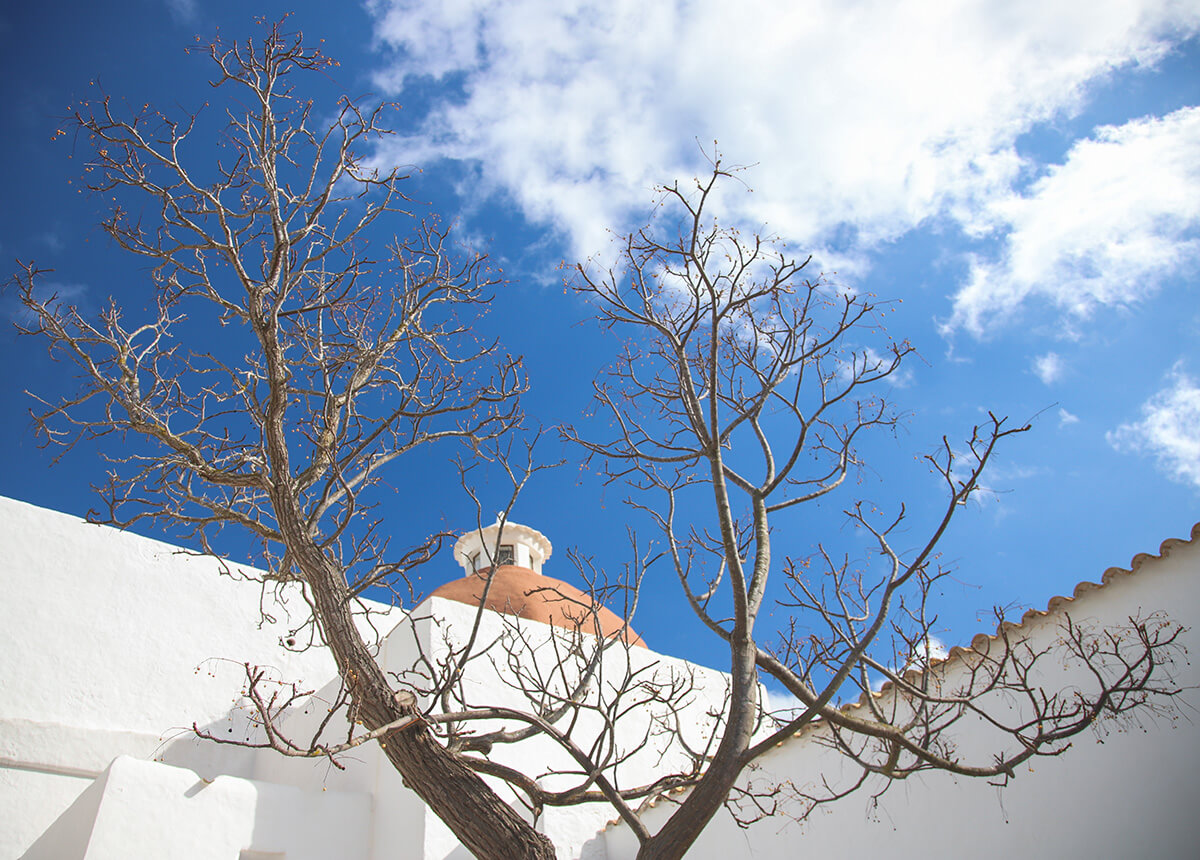 Albero sull'isola di Ibiza